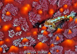 Red on Red.  A juvenile sandperch on fire urchin.  Galapa... by Bruce Shafer 